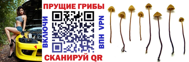 Галлюциногенные грибы Psilocybe  Агрыз 